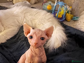 Sphynx cats - Advert 11