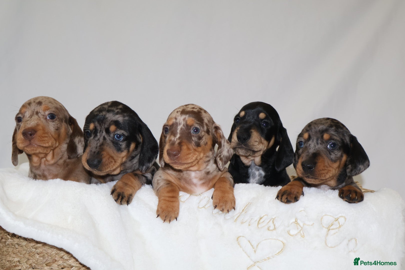 Miniature Dachshund dogs KC Miniature Dacshund Puppies For Sale - Licensed  - Advert 1