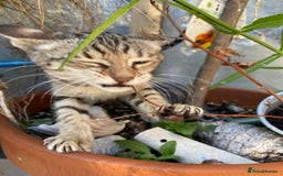 Savannah cats for sale: PDGREE BROWN SPOT  LOVIN SAVANNAH GIRL F5SBT - Image 17
