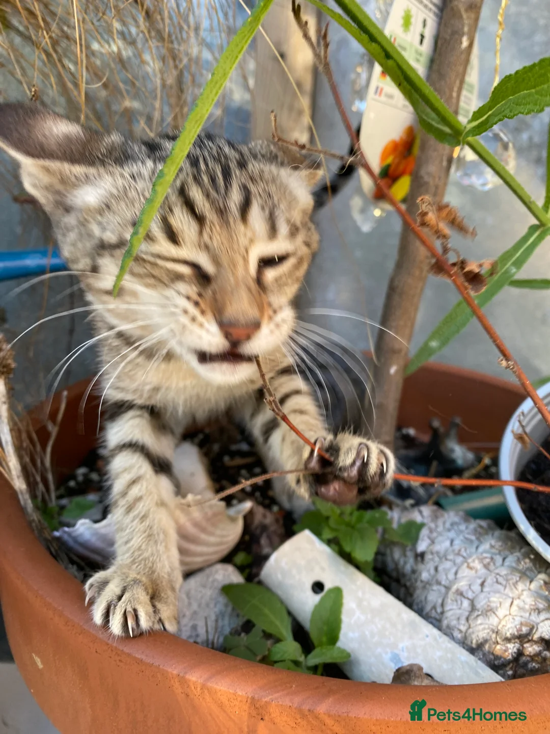 Savannah cats for sale: PDGREE BROWN SPOT  LOVIN SAVANNAH GIRL F5SBT - Advert 23