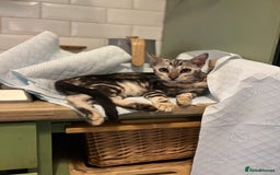 Bengal cats for sale: Beautiful Bengal Kittens Ready for Forever Homes - Image 6