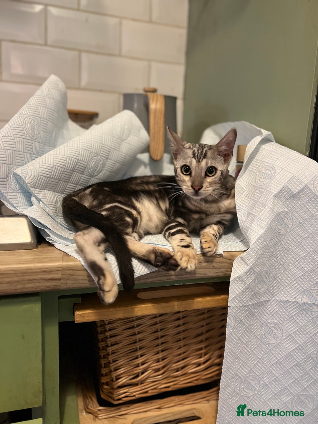 Bengal cats for sale: Beautiful Bengal Kittens Ready for Forever Homes - Image 6