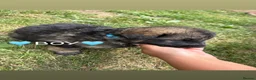 German Shepherd dogs for sale: Beautiful German Shepherd puppies for sale in Stanford-le-Hope - Advert 12