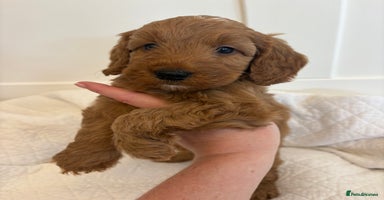 Cockapoo dogs - Advert 2