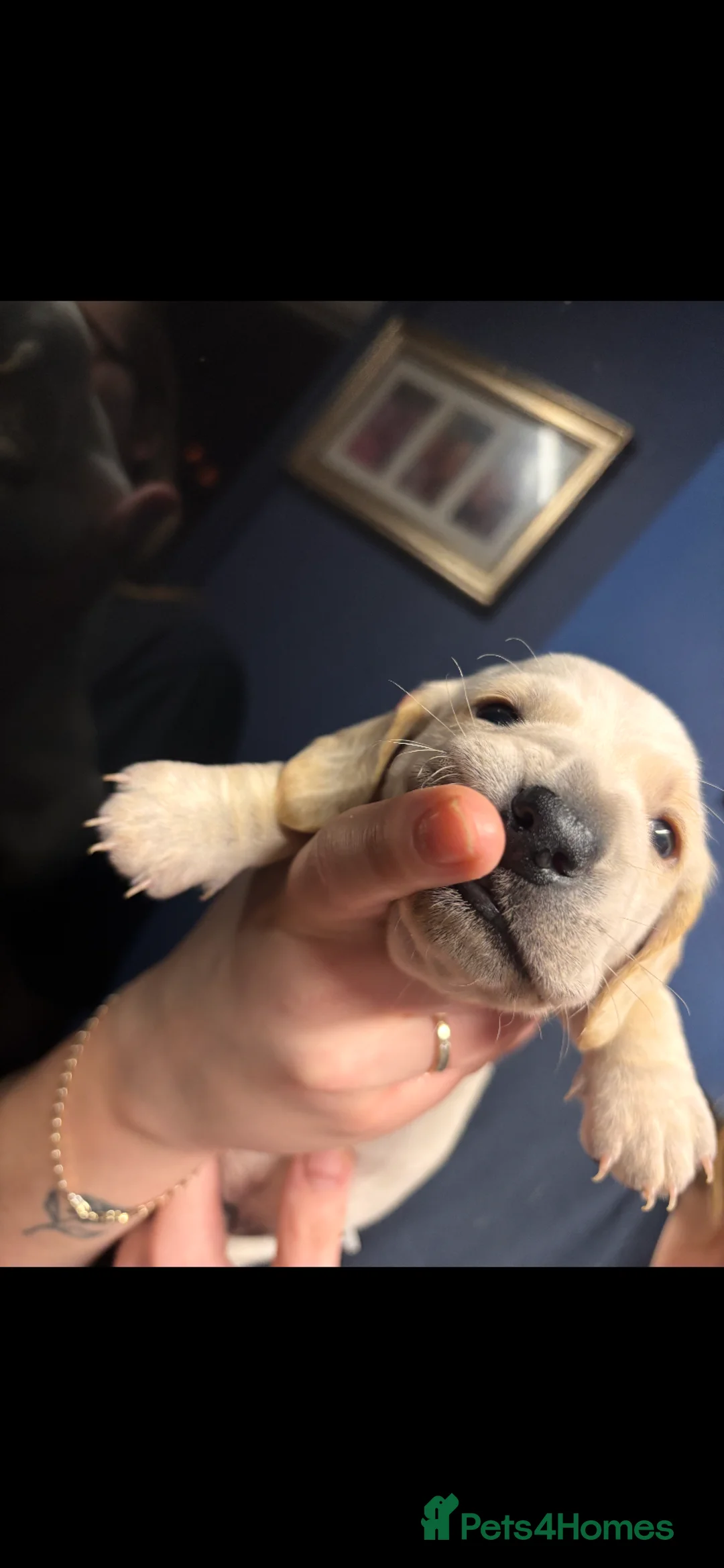 Dachshund dogs for sale: 🐾Adorable Dachshund Boys🐾 - Advert 2