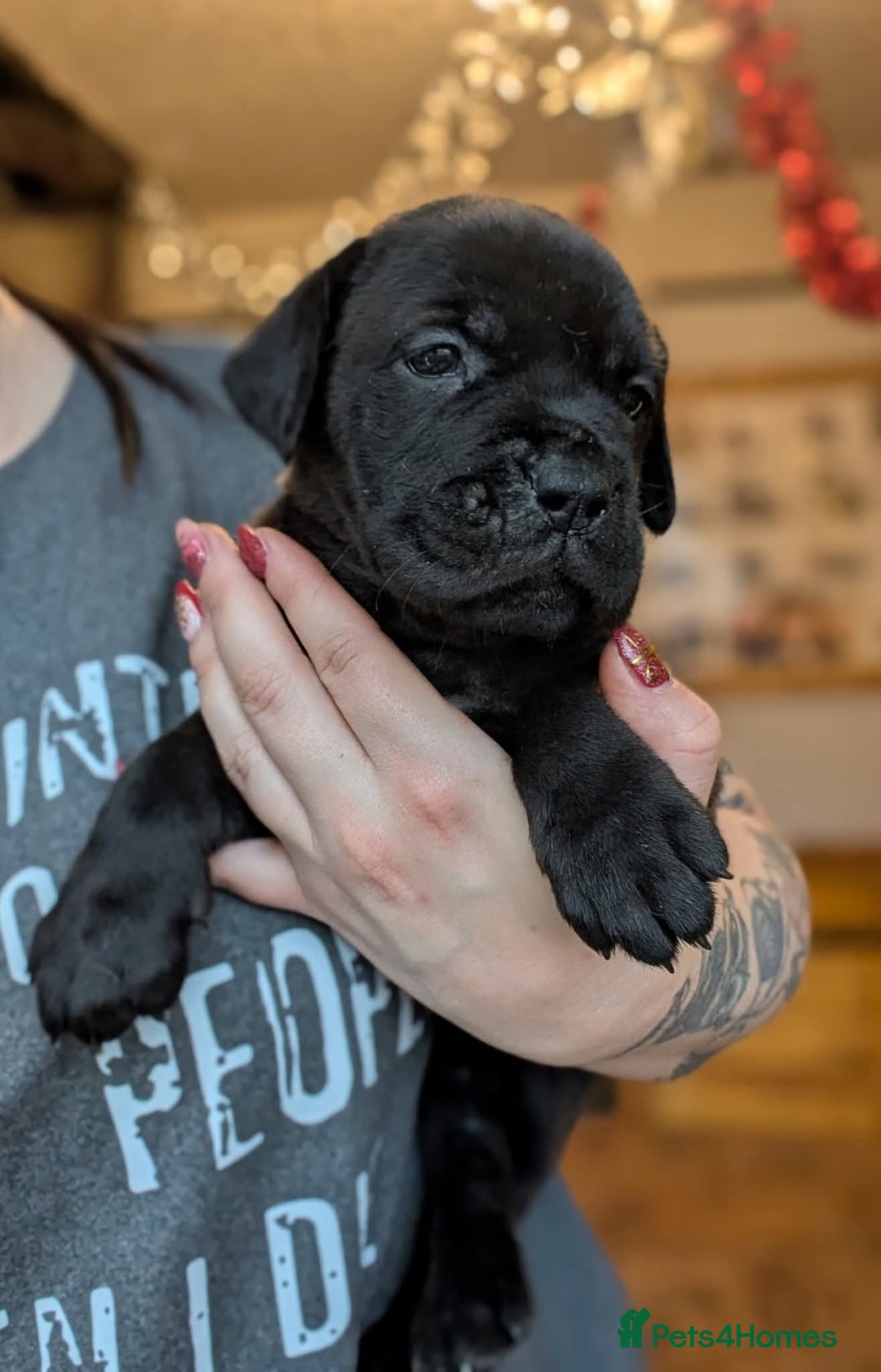 Mixed Breed dogs for sale: Douge de bordeaux x Presa Canerio  - Advert 2