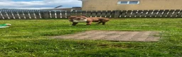 Mixed Breed dogs for sale: American bulldog cross  - Advert 1