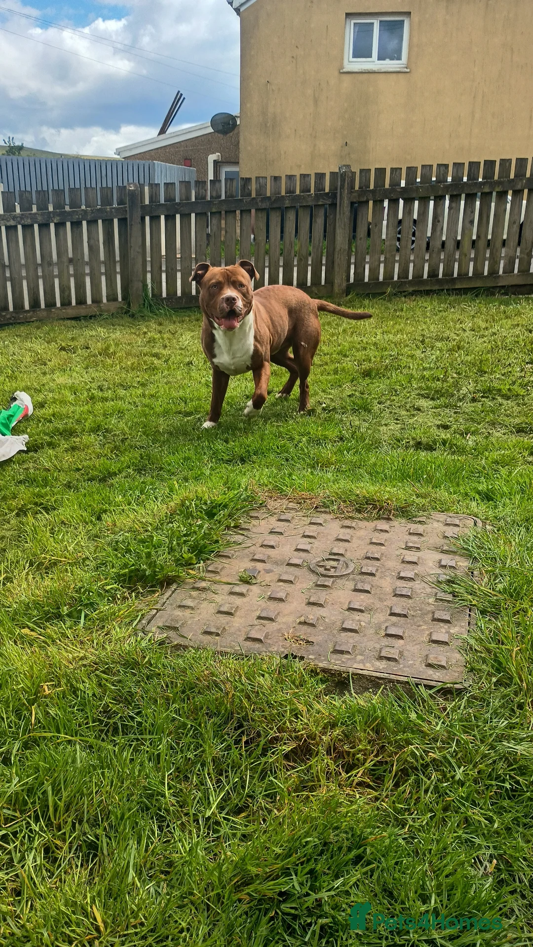 Mixed Breed dogs for sale: American bulldog cross  - Advert 1