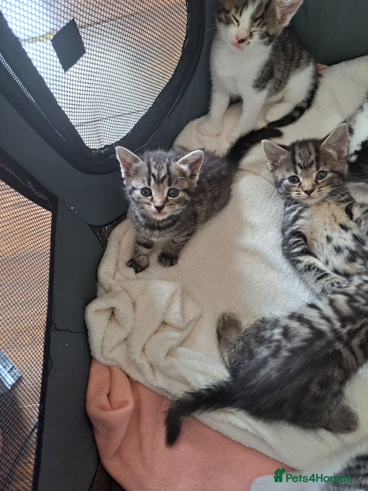 Mixed Breed cats Kittens 🥰 - Advert 9