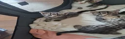 Mixed Breed cats for sale: Kittens 🥰 - Advert 1