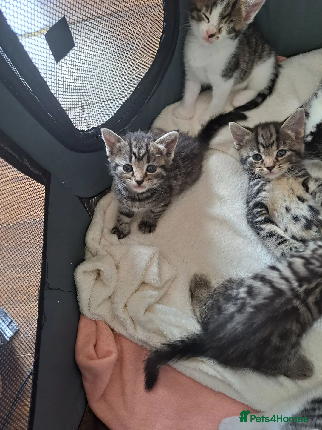 Mixed Breed cats for sale: Kittens 🥰 - Advert 1