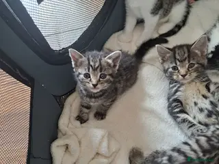 Mixed Breed cats Kittens 🥰 - Advert 6
