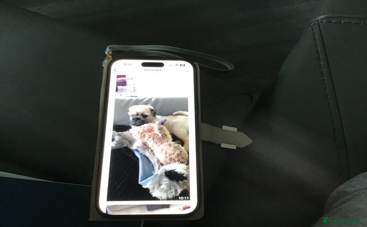 Mixed Breed dogs - Advert 2