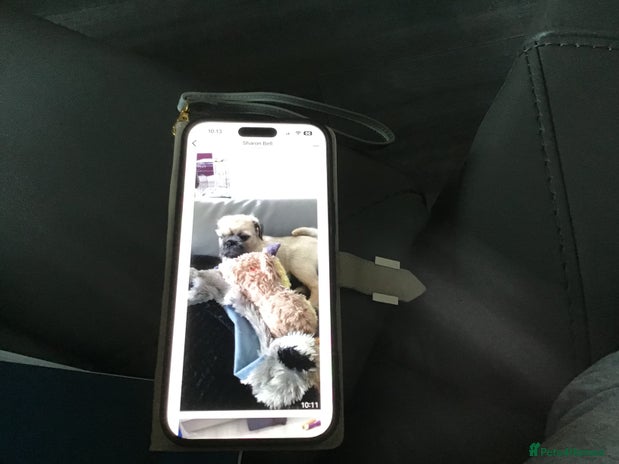 Mixed Breed dogs - Advert 2