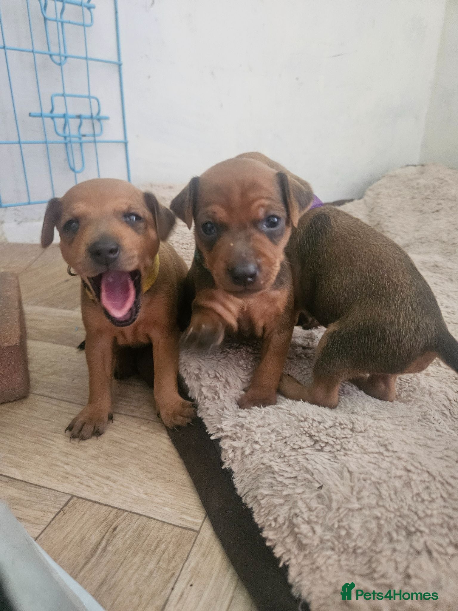 Miniature Pinscher dogs Adorable miniature pinscher puppies  - Advert 2