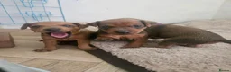 Miniature Pinscher dogs for sale: Adorable miniature pinscher puppies  - Advert 10