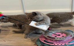 British Shorthair cats for sale: British Shorthair/Scottish Straight Blue Kittens  - Image 11