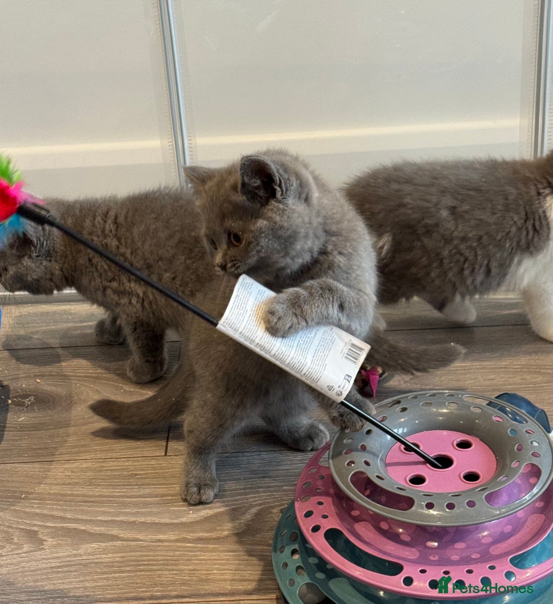 British Shorthair cats for sale: British Shorthair/Scottish Straight Blue Kittens  - Image 11