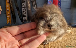 Guinea Pig rodents for sale: Swiss bonded baby boys - Image 6