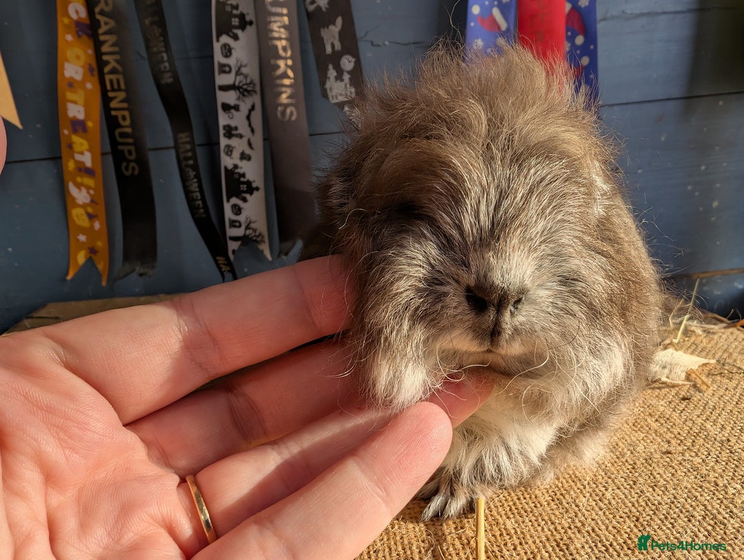 Guinea Pig rodents for sale: Swiss bonded baby boys - Image 6
