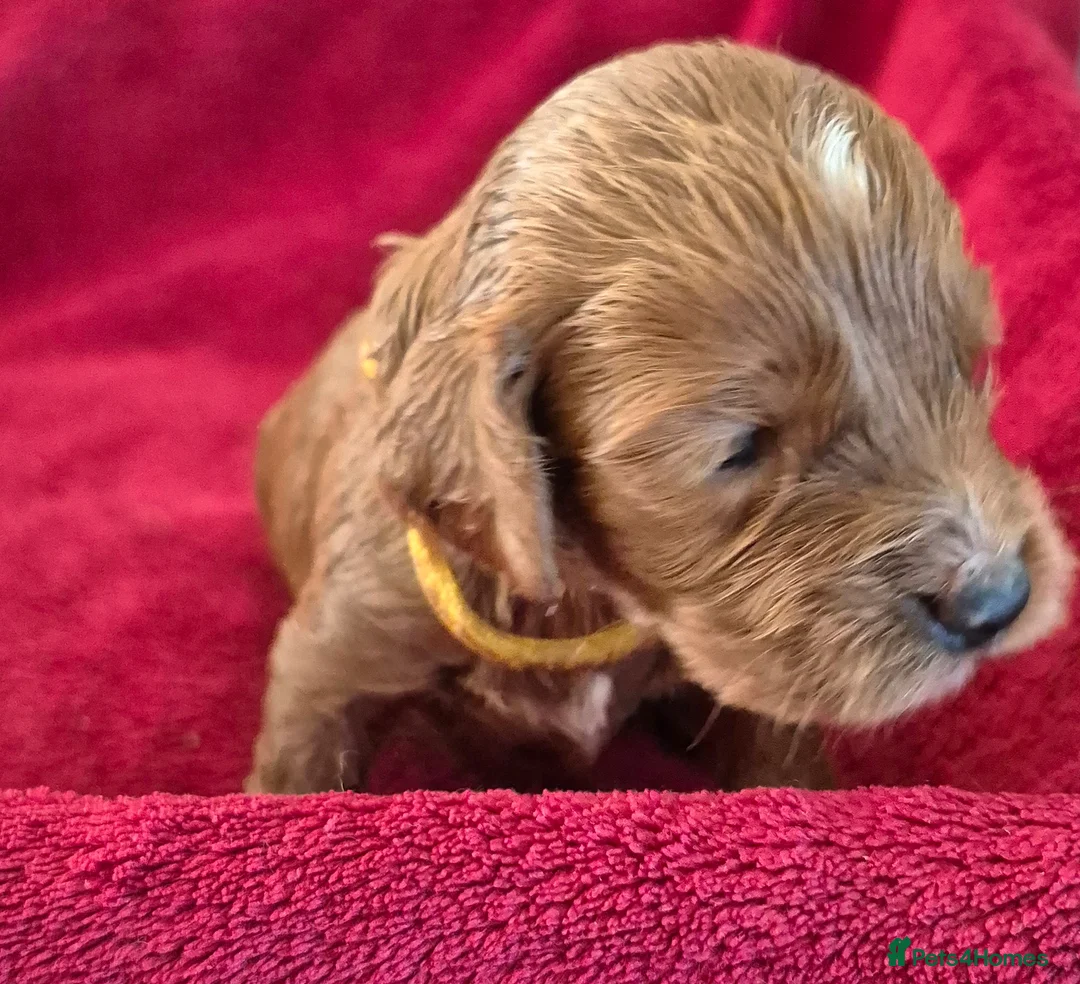 Cockapoo dogs for sale: F1 Cockapoo puppys - Advert 13