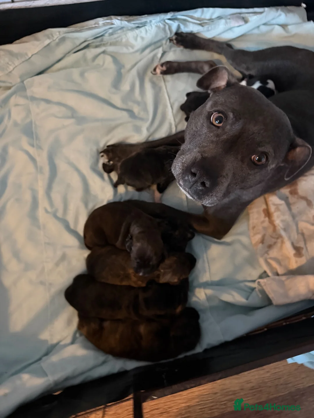 American Bull Staffy dogs for sale: Blue american staffies in Skelmersdale - Advert 7