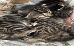 Bengal cats for sale: 4 Bengal cross kittens - Image 13