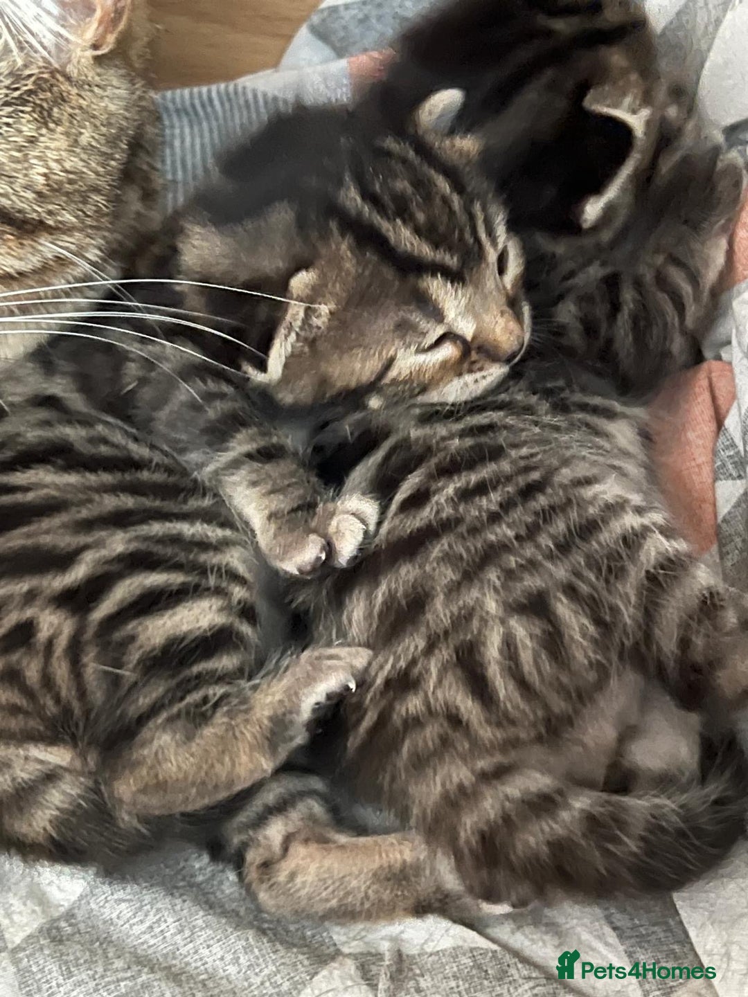 Bengal cats for sale: 4 Bengal cross kittens - Image 13