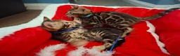 Bengal cats for sale: Stunning Blue pure bengal kittens - Advert 33