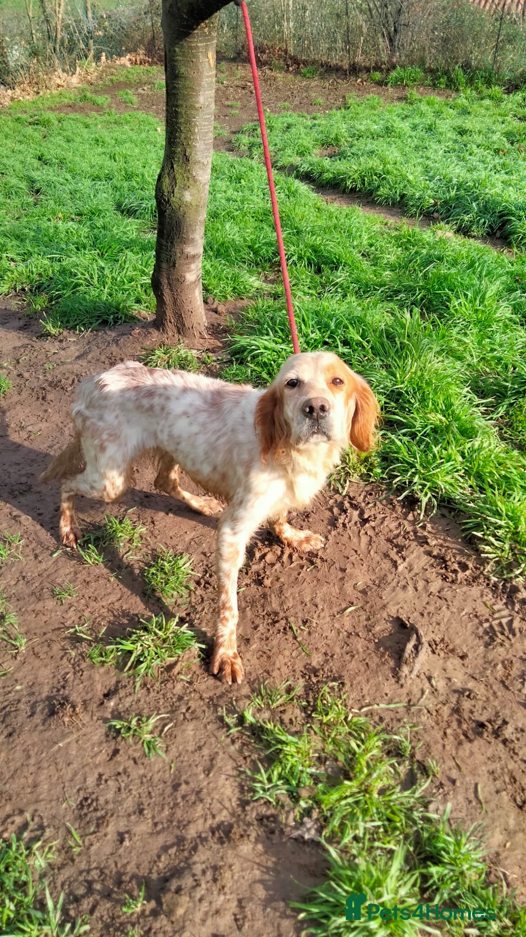 English Setter dogs for adoption: Ali   - Advert 7