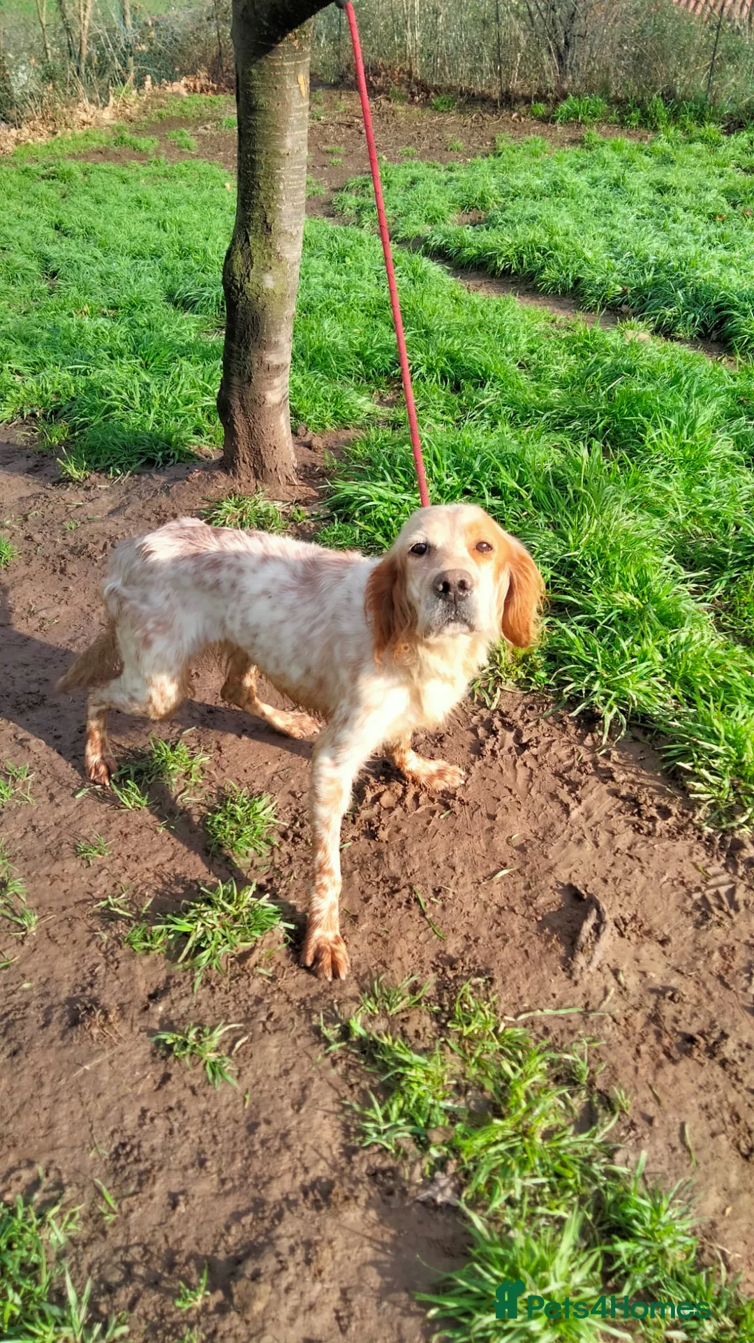English Setter dogs for adoption: Ali   - Advert 7