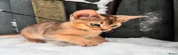 Abyssinian cats for sale: Everybody’s favourite 🤍 - Advert 14