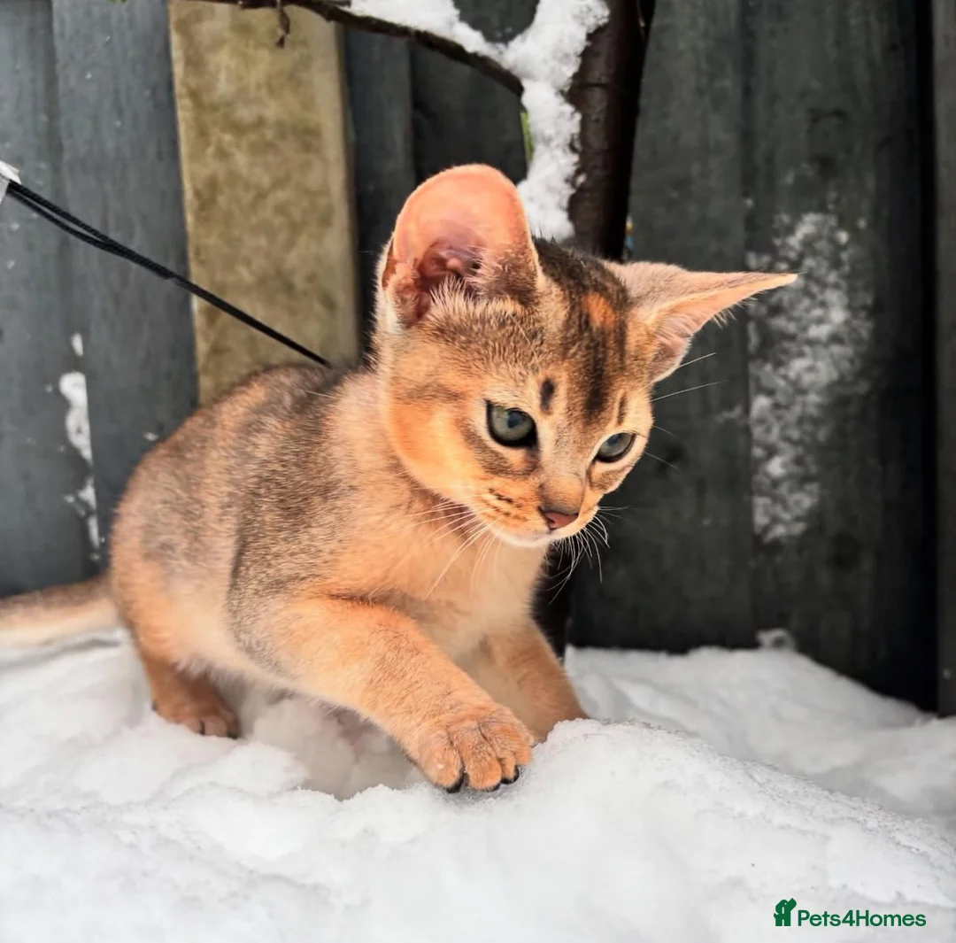 Abyssinian cats for sale: Everybody’s favourite 🤍 - Advert 14