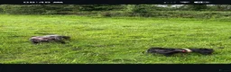 Staffordshire Bull Terrier dogs for sale: Regrettable and very sad sale of our staff, Vinnie - Advert 9