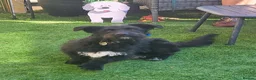 Mixed Breed dogs for adoption: SPARKY - Advert 6