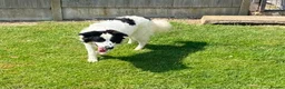 Mixed Breed dogs for adoption: ACE  - NOW RESERVED - Advert 3
