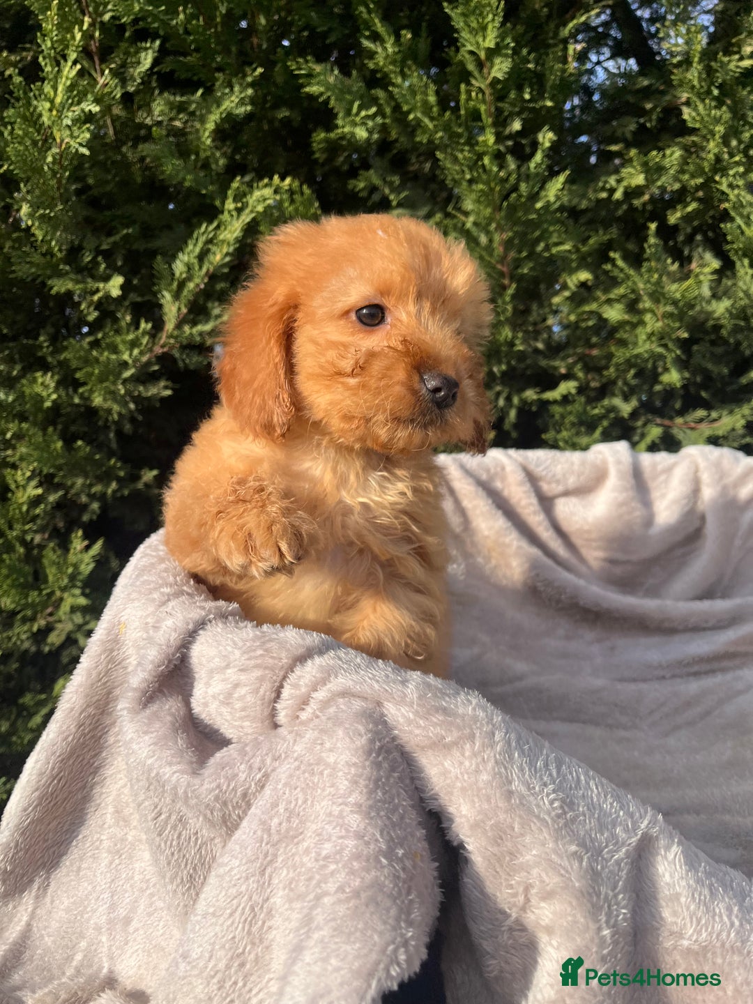 Cockapoo dogs for sale: Five beautiful cockapoos  - Advert 15