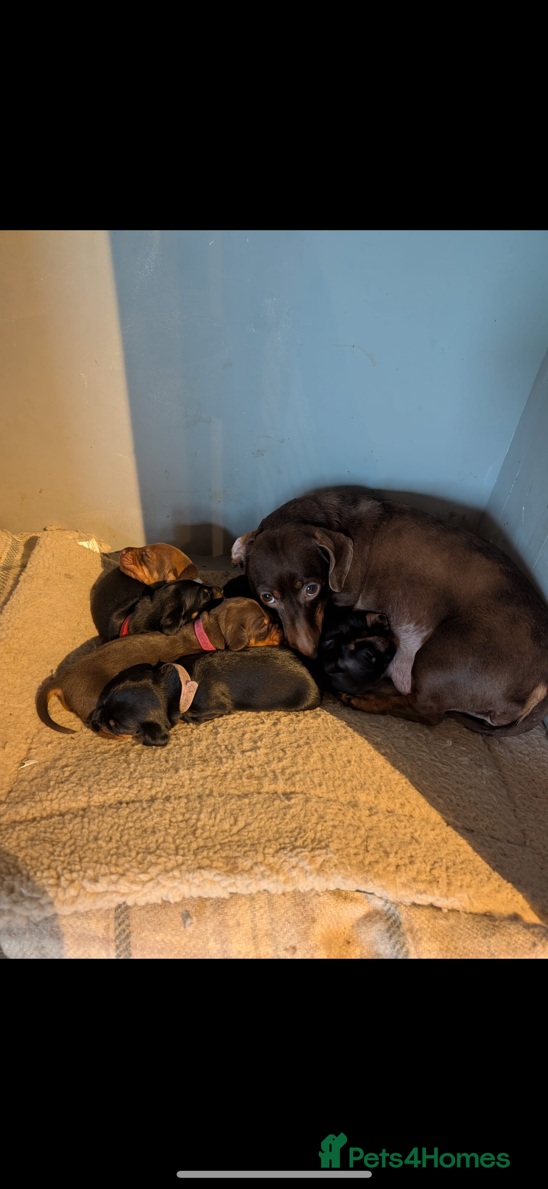 Miniature Dachshund dogs for sale: Gorgeous miniature dachshunds   - Advert 2