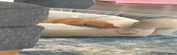 Miniature Dachshund dogs for sale: Beautiful Miniature Dachshund Puppies  in Southampton - Advert 2