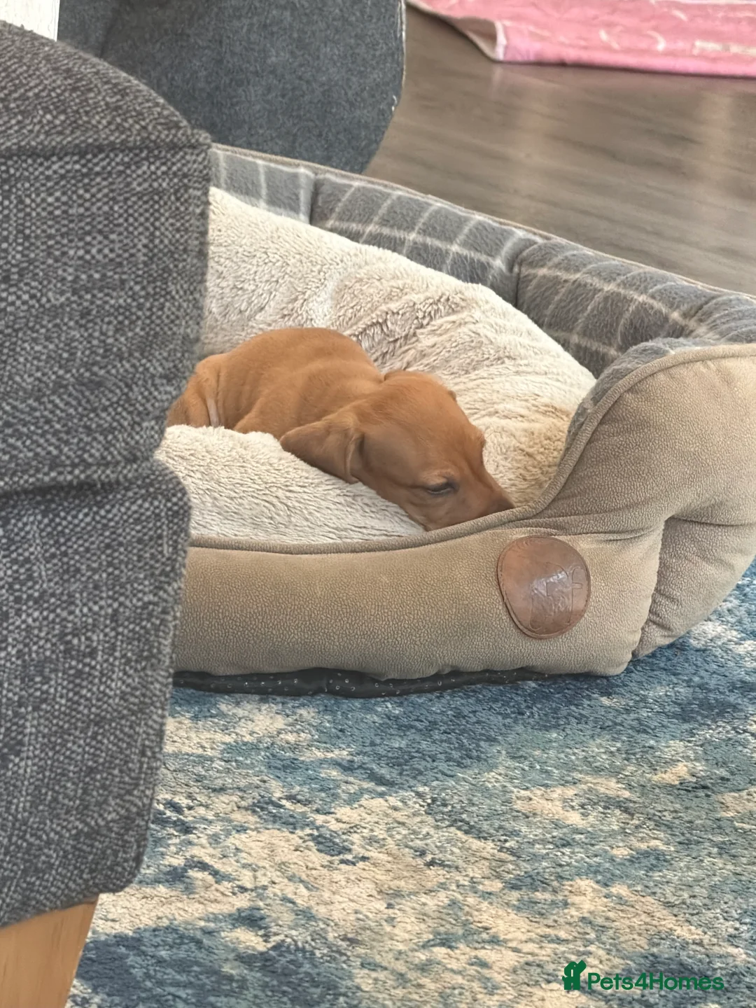 Miniature Dachshund dogs for sale: Beautiful Miniature Dachshund Puppies  in Southampton - Advert 2