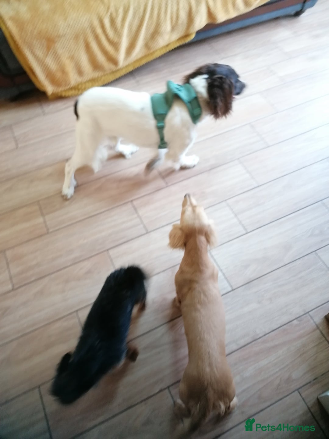 English Springer Spaniel dogs for adoption: 💙🐶 ARLO 🐶💙 - Image 17