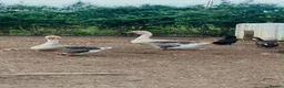 Mixed Breed poultry for sale: Chicken/Ducks/guinea fowls/ geese  - Advert 4