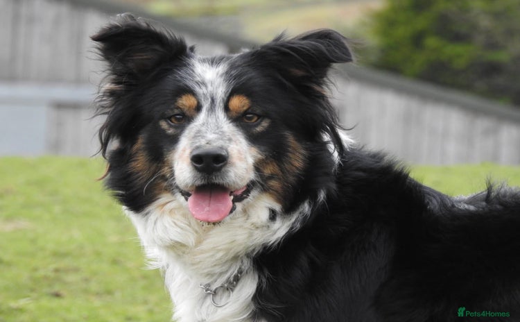 Border Collie dogs - Advert 1