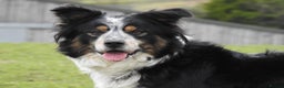 Border Collie dogs for stud: Rough coated , Tri colour Border Collie at Stud.  - Advert 1