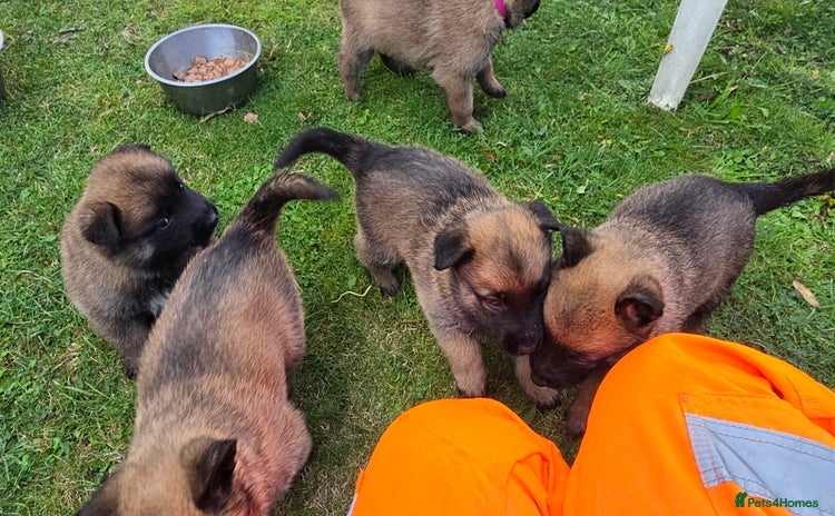 Belgian Shepherd Dog dogs - Advert 3