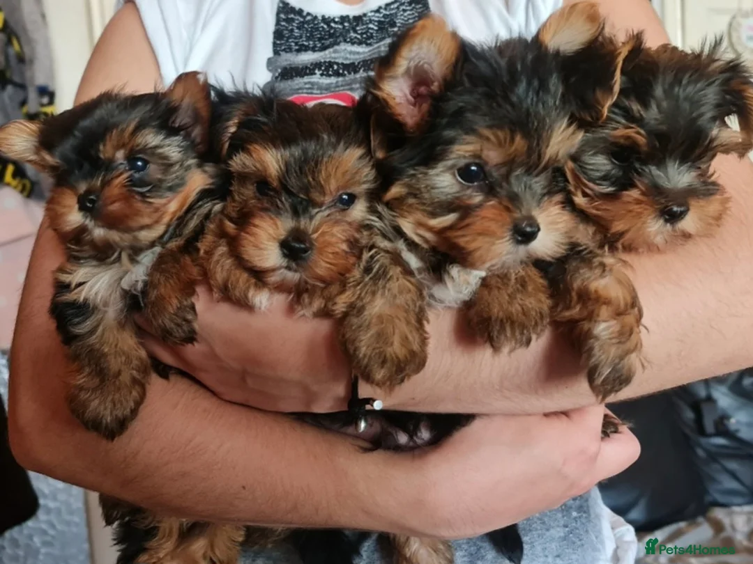 Yorkshire Terrier dogs for sale: Mini Yorkshire Terrier - Advert 3