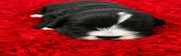 Cockapoo dogs for sale: Black and white tuxedo puppies  - Advert 4