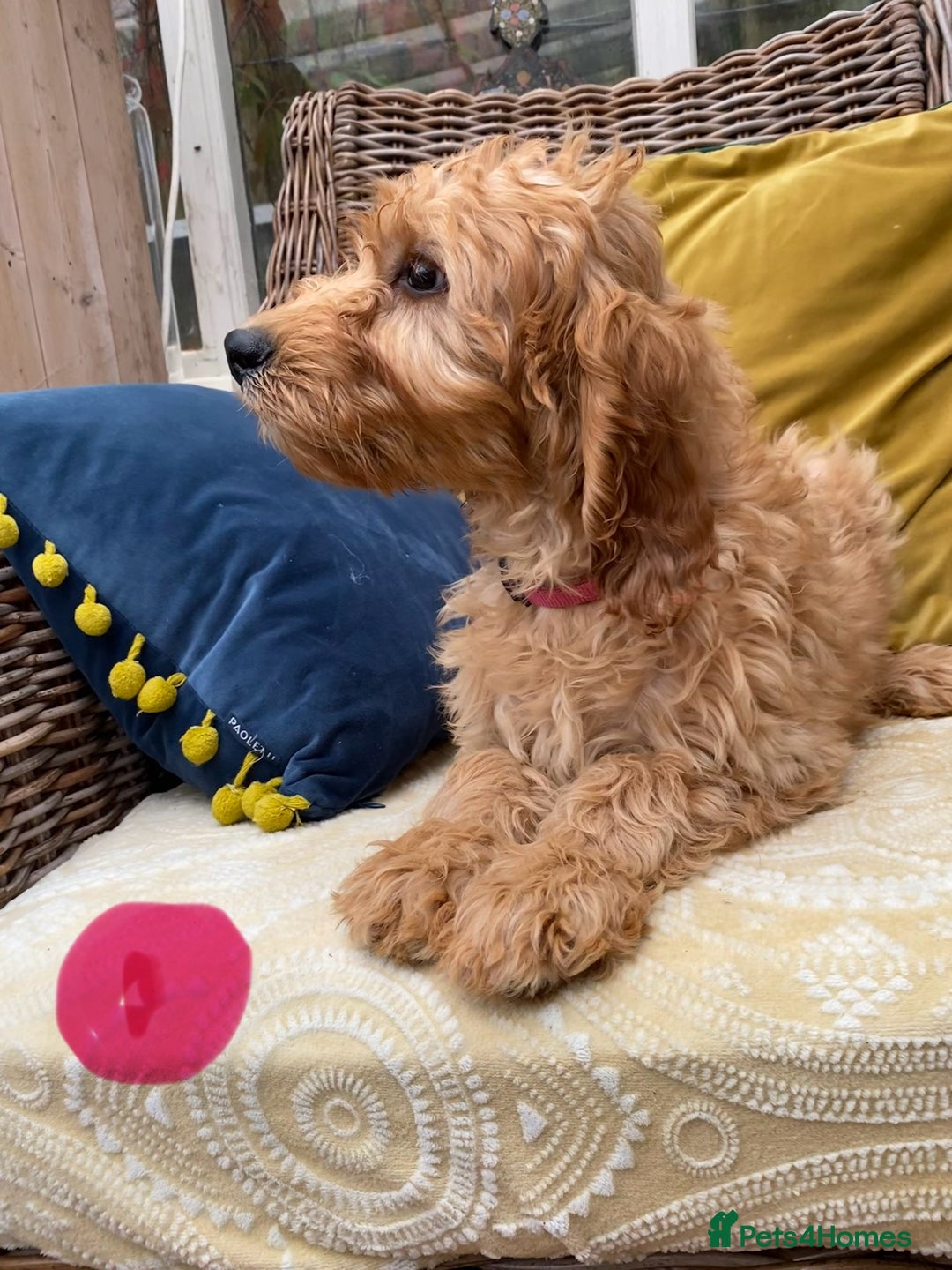 Irish Doodle dogs for sale: F1 Standard Irish Doodle Puppies  - Image 4