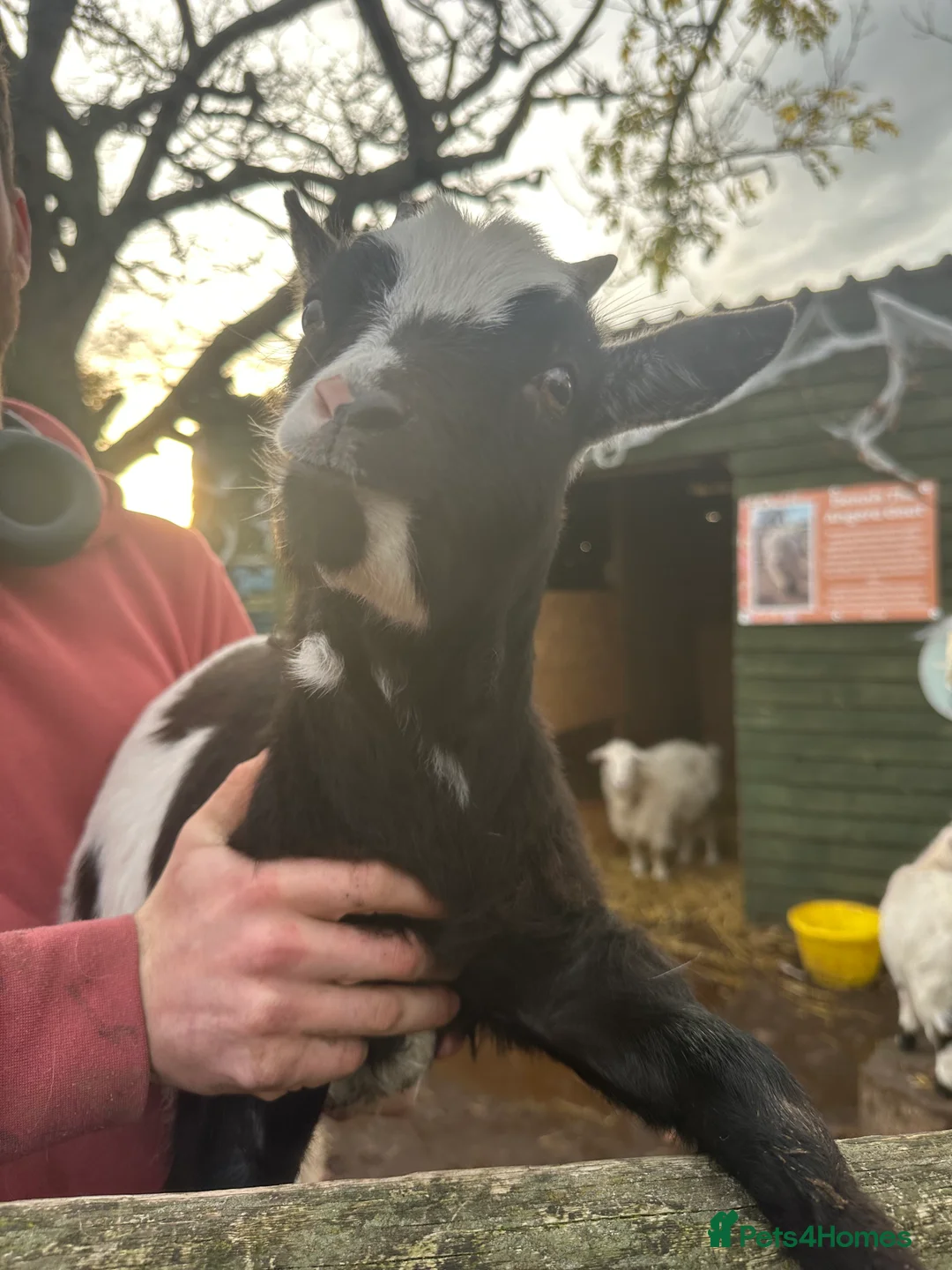 Goats livestock for sale: Goats for sale  - Advert 2