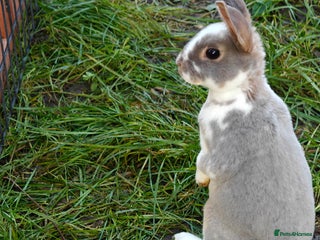 Rex rabbits Mixed litter of Mini Rex - Advert 7